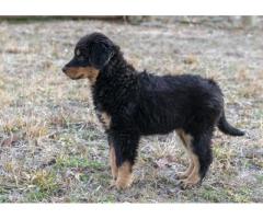 Old-fashioned Black and Tan English Shepherd Puppies for Sale - Tennessee