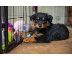 Old-fashioned Black and Tan English Shepherd Puppies for Sale - Tennessee