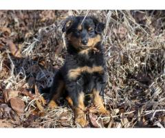 Old-fashioned Black and Tan English Shepherd Puppies - Alabama