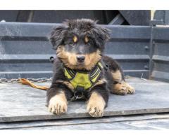 Old-fashioned Black and Tan English Shepherd Puppies for Sale - Kentucky