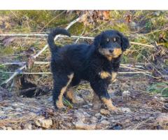 Old-fashioned Black and Tan English Shepherd Puppies for Sale - Kentucky