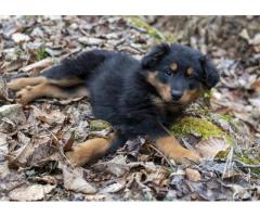 Black and Tan English Shepherd Puppies for Sale - Tennessee