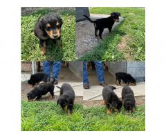 Old-fashioned Black and Tan English Shepherd Puppies