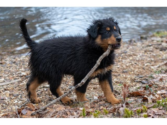 Old-fashioned Black and Tan English Shepherd Puppies for Sale