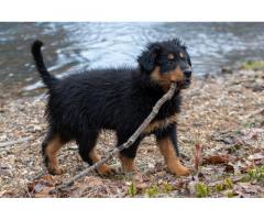Black and Tan English Shepherd Puppies for Sale